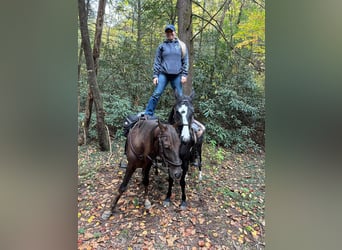 Tennessee Walking Horse, Wallach, 4 Jahre, 142 cm, Dunkelfuchs