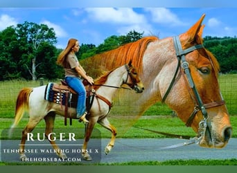 Tennessee Walking Horse Mix, Wallach, 4 Jahre, 142 cm, Roan-Red