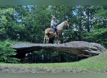 Tennessee Walking Horse, Wallach, 4 Jahre, 147 cm, Dunkelfuchs