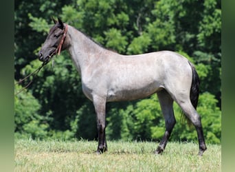 Tennessee Walking Horse, Wallach, 4 Jahre, 147 cm, Roan-Blue