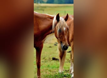 Tennessee Walking Horse, Wallach, 4 Jahre, 148 cm, Fuchs
