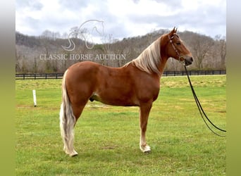 Tennessee Walking Horse, Wallach, 4 Jahre, 152 cm, Dunkelfuchs