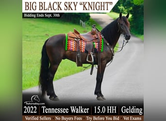 Tennessee Walking Horse, Wallach, 4 Jahre, 152 cm, Rappe
