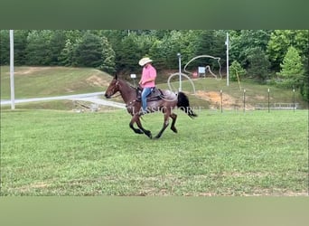 Tennessee Walking Horse, Wallach, 4 Jahre, 152 cm, Rotbrauner