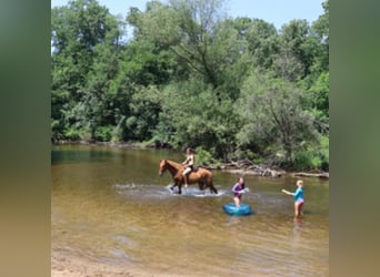 Tennessee Walking Horse, Wallach, 4 Jahre, 152 cm, Rotfuchs