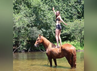 Tennessee Walking Horse, Wallach, 4 Jahre, 152 cm, Rotfuchs