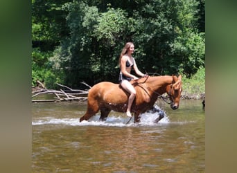 Tennessee Walking Horse, Wallach, 4 Jahre, 152 cm, Rotfuchs