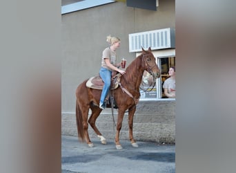 Tennessee Walking Horse, Wallach, 4 Jahre, 152 cm, Rotfuchs