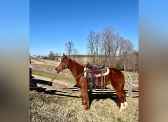 Tennessee Walking Horse, Wallach, 4 Jahre, 152 cm, Rotfuchs