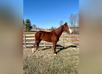 Tennessee Walking Horse, Wallach, 4 Jahre, 152 cm, Rotfuchs