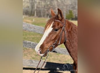 Tennessee Walking Horse, Wallach, 4 Jahre, 152 cm, Rotfuchs