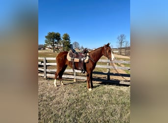 Tennessee Walking Horse, Wallach, 4 Jahre, 152 cm, Rotfuchs