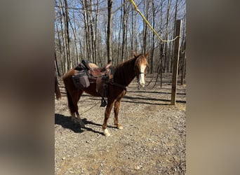 Tennessee Walking Horse, Wallach, 4 Jahre, 152 cm, Rotfuchs