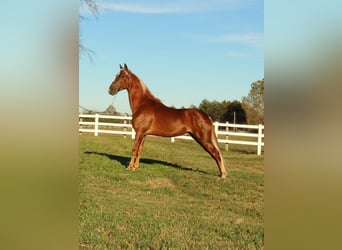 Tennessee Walking Horse, Wallach, 4 Jahre, 152 cm, Rotfuchs