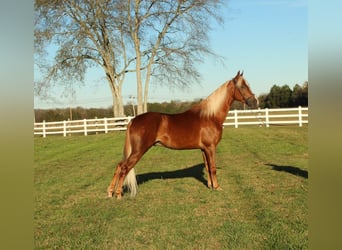 Tennessee Walking Horse, Wallach, 4 Jahre, 152 cm, Rotfuchs