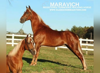 Tennessee Walking Horse, Wallach, 4 Jahre, 152 cm, Rotfuchs