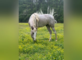 Tennessee Walking Horse, Wallach, 4 Jahre, 152 cm, Sabino