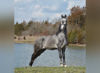 Tennessee Walking Horse, Wallach, 4 Jahre, 152 cm, Schimmel