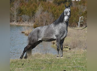 Tennessee Walking Horse, Wallach, 4 Jahre, 152 cm, Schimmel
