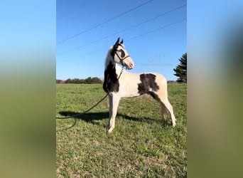 Tennessee Walking Horse, Wallach, 4 Jahre, 152 cm, Tobiano-alle-Farben