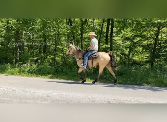 Tennessee Walking Horse, Wallach, 5 Jahre, 142 cm, Buckskin