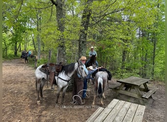 Tennessee Walking Horse, Wallach, 5 Jahre, 142 cm, Rotbrauner