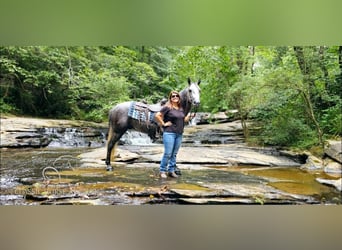 Tennessee Walking Horse, Wallach, 5 Jahre, 142 cm, Schimmel