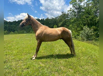 Tennessee Walking Horse, Wallach, 5 Jahre, 147 cm, Dunkelfuchs