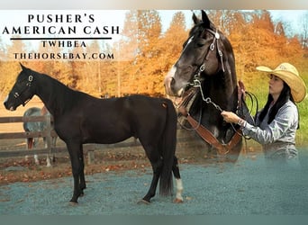 Tennessee Walking Horse, Wallach, 5 Jahre, 147 cm, Rappe