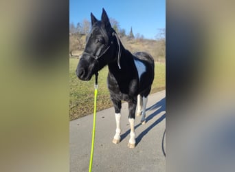 Tennessee Walking Horse Mix, Wallach, 5 Jahre, 148 cm, Schecke