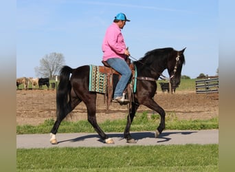 Tennessee Walking Horse, Wallach, 5 Jahre, 152 cm, Rappe