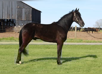 Tennessee Walking Horse, Wallach, 5 Jahre, 152 cm, Rappe