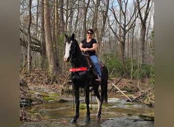 Tennessee Walking Horse, Wallach, 5 Jahre, 152 cm, Rappe