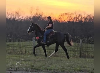 Tennessee Walking Horse, Wallach, 5 Jahre, 152 cm, Rappe