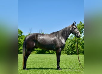 Tennessee Walking Horse, Wallach, 5 Jahre, 152 cm, Schimmel