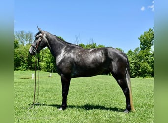 Tennessee Walking Horse, Wallach, 5 Jahre, 152 cm, Schimmel