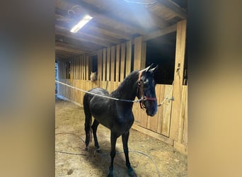 Tennessee Walking Horse, Wallach, 5 Jahre, 152 cm, Schimmel