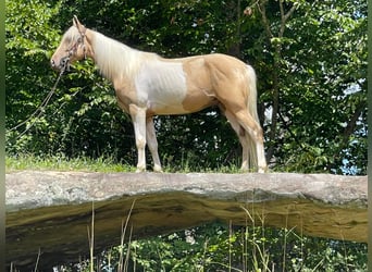 Tennessee Walking Horse, Wallach, 5 Jahre, 152 cm, Tobiano-alle-Farben