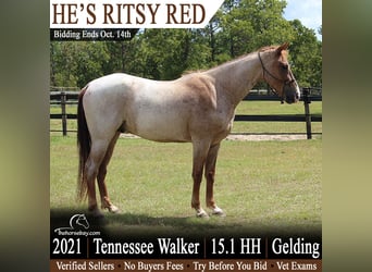 Tennessee Walking Horse, Wallach, 5 Jahre, 155 cm, Roan-Red