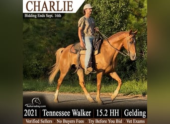 Tennessee Walking Horse, Wallach, 5 Jahre, 155 cm, Rotfuchs