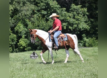 Tennessee Walking Horse, Wallach, 5 Jahre, 155 cm, Tobiano-alle-Farben