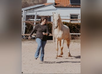 Tennessee Walking Horse, Wallach, 5 Jahre, 160 cm, Palomino