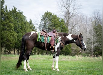 Tennessee Walking Horse, Wallach, 5 Jahre, 163 cm, Tobiano-alle-Farben