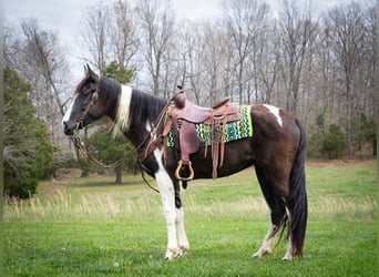 Tennessee Walking Horse, Wallach, 5 Jahre, 163 cm, Tobiano-alle-Farben