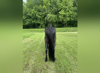 Tennessee Walking Horse, Wallach, 5 Jahre, Rappe
