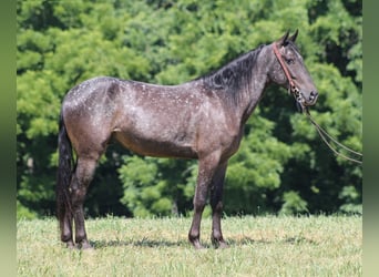 Tennessee Walking Horse, Wallach, 5 Jahre, Schimmel