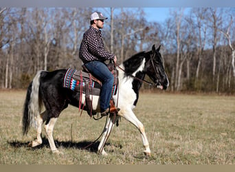 Tennessee Walking Horse, Wallach, 5 Jahre, Tobiano-alle-Farben