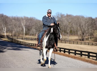 Tennessee Walking Horse, Wallach, 5 Jahre, Tobiano-alle-Farben
