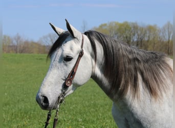 Tennessee Walking Horse, Wallach, 6 Jahre, 142 cm, Schimmel