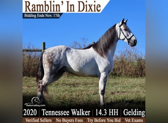 Tennessee Walking Horse, Wallach, 6 Jahre, 150 cm, Schimmel